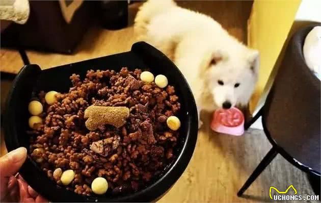 你家萨摩耶犬被宠坏了吗？这4种表现说明中招，再不改就来不及了