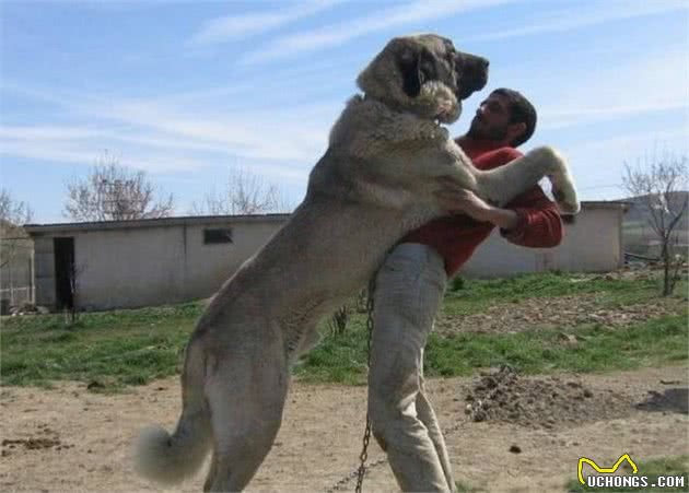 世界公认的巨型犬种，坎高犬到底拥有怎样的魅力？