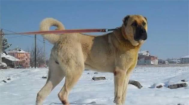 世界公认的巨型犬种，坎高犬到底拥有怎样的魅力？