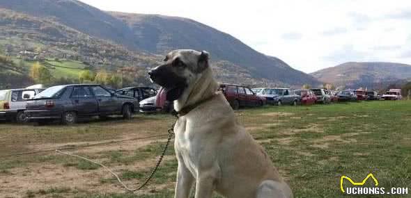 世界公认的巨型犬种，坎高犬到底拥有怎样的魅力？