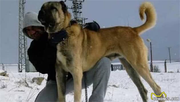 世界公认的巨型犬种，坎高犬到底拥有怎样的魅力？