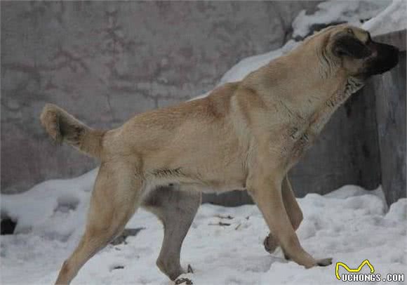 世界公认的巨型犬种，坎高犬到底拥有怎样的魅力？