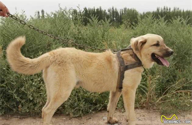 世界公认的巨型犬种，坎高犬到底拥有怎样的魅力？