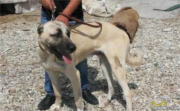 世界公认的巨型犬种，坎高犬到底拥有怎样的魅力？