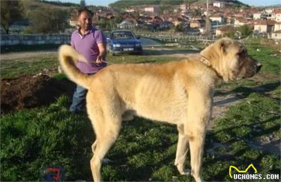 世界公认的巨型犬种，坎高犬到底拥有怎样的魅力？
