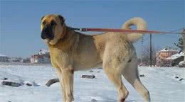世界公认的巨型犬种，坎高犬到底拥有怎样的魅力？