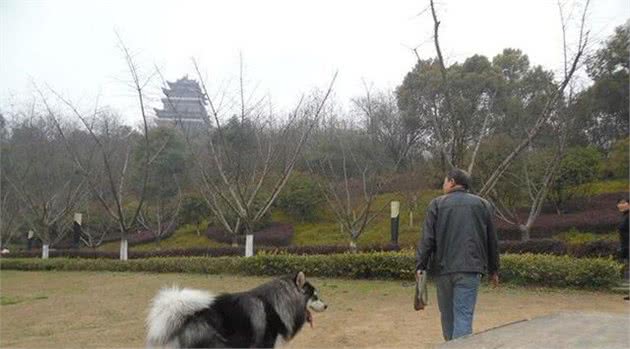 宠物狗撒欢南山公园,保洁员自卫反被狗主呵责不如狗值钱