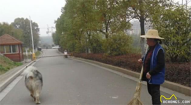 宠物狗撒欢南山公园,保洁员自卫反被狗主呵责不如狗值钱