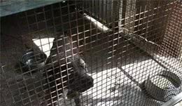 男子将狗狗们抓回家进行虐待最后致死，他家冰箱惨不忍睹