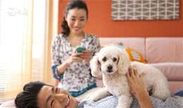 有钱人材能养的起贵宾犬？听专家说怎么饲养贵宾犬