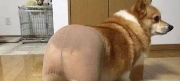 柯基犬为什么没有尾巴?原来柯基犬有三个品种,看看柯基犬的“小秘密”