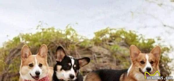柯基犬为什么没有尾巴?原来柯基犬有三个品种,看看柯基犬的“小秘密”