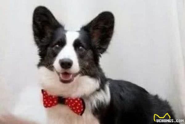 柯基犬为什么没有尾巴?原来柯基犬有三个品种,看看柯基犬的“小秘密”