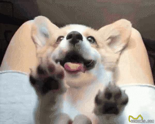 柯基犬为什么没有尾巴?原来柯基犬有三个品种,看看柯基犬的“小秘密”