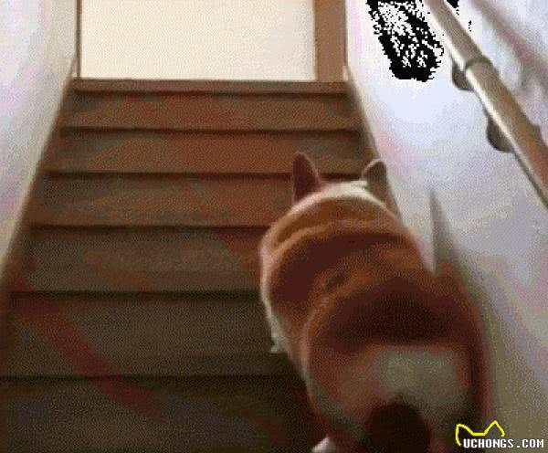 柯基犬为什么没有尾巴?原来柯基犬有三个品种,看看柯基犬的“小秘密”
