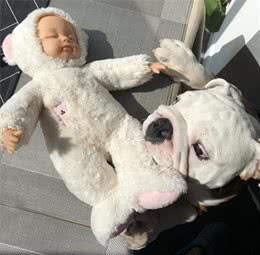 丑萌的英国斗牛犬，为什么现在养的人不多？这6点是原因