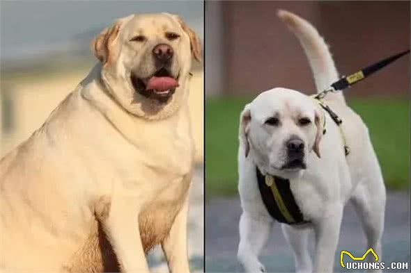 拉布拉多犬和金毛，哪一种狗狗容易养？为啥那么多人选拉布拉多犬！