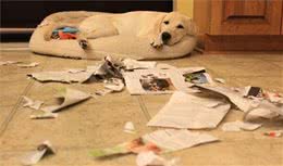 拉布拉多犬和金毛，哪一种狗狗容易养？为啥那么多人选拉布拉多犬！