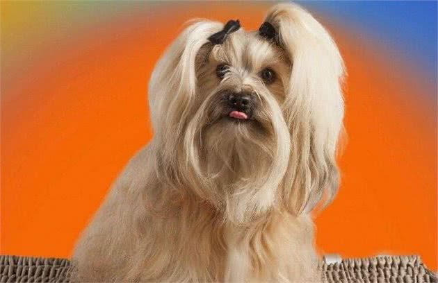 解读“哈瓦那犬”，极具感情的狗狗，具有区分人类等级的天性