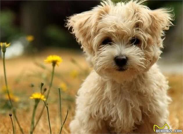 解读“哈瓦那犬”，极具感情的狗狗，具有区分人类等级的天性