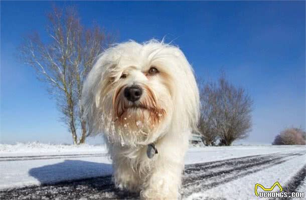 解读“哈瓦那犬”，极具感情的狗狗，具有区分人类等级的天性