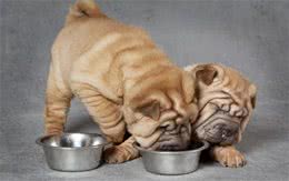 犬护食行为纠正