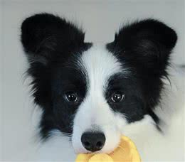 狗狗智商前五名，你家调皮的贵宾仅次边牧犬位居第二