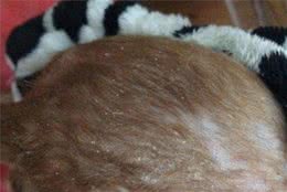 犬类皮肤病大全，所有的知识点和治疗方法都在这里，值得收藏