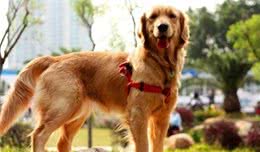 金毛犬和萨摩耶犬对比，养狗应当选谁？让小编告诉你