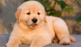 金毛幼犬饲养指南教你怎么饲养狗狗