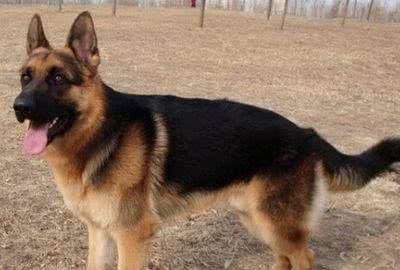 德国牧羊犬吃什么用营养丰富的饲养方法