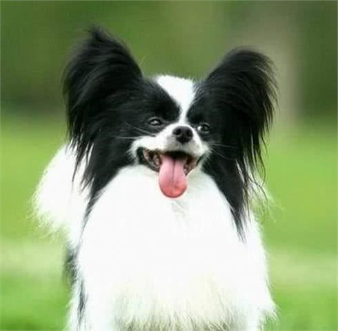 蝴蝶犬的6大优点，让你爱不释手
