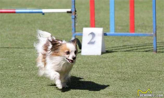蝴蝶犬的6大优点，让你爱不释手