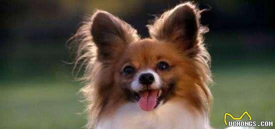 蝴蝶犬的6大优点，让你爱不释手