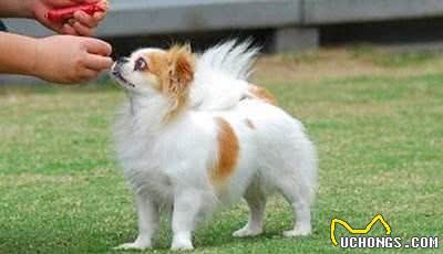蝴蝶犬的6大优点，让你爱不释手