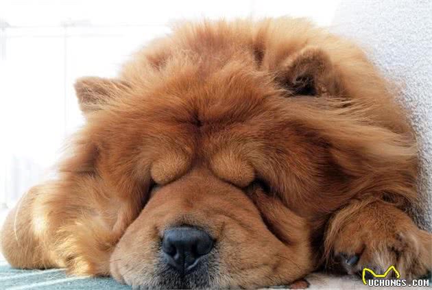 为什么在国外爆火的松狮犬，在国内却越来越少人养？原因有8个