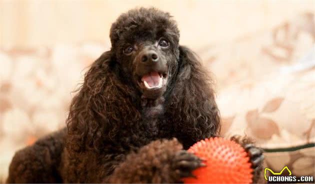 泰迪犬犯错后，这几种惩罚方法最有效，你试过吗？