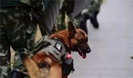 警犬陪同主人地铁巡检，累得在坐立中睡着了，可还坚守在岗位上！