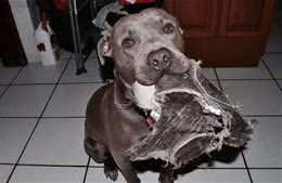 比特犬把狗窝让给猫妈妈，喜当奶爸！主人：这类狗也很暖心