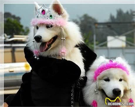 萨摩耶犬的几个小秘密，宠主不一定都知道，知道后更想养它了！