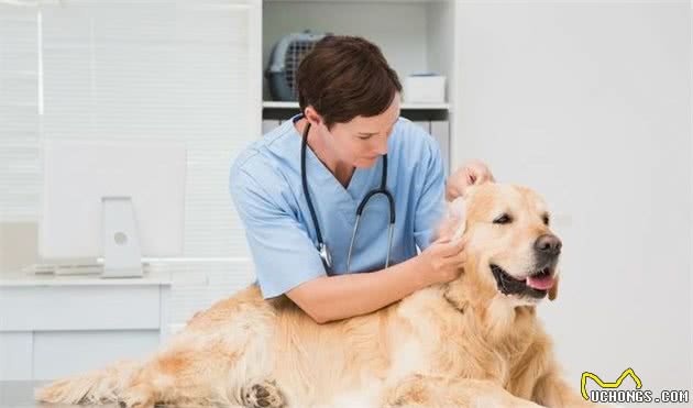 金毛犬的日常护理该怎样去做？3个方面入手，保证它的健康！