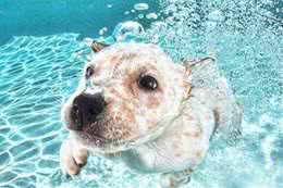 带宠物犬运动的主人，都选择这样做！狗狗要怎么运动，你知道吗？