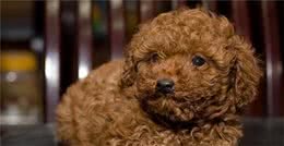饲养泰迪犬的6大致命错误，想让它的命更长，这些你最好都抛掉