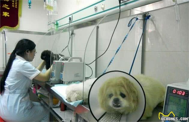 “狗瘟热”对于狗狗而言有多可怕？它对狗而言就是“致命杀手”