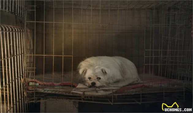 “狗瘟热”对于狗狗而言有多可怕？它对狗而言就是“致命杀手”