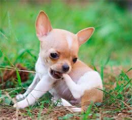 我们所说的“袖珍犬”，用此等方式培养，让我们失去了养它的想法