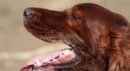 出现这些症状，说明狗狗有“狂犬病”！主人要当心了