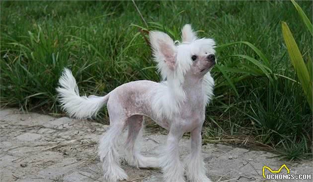 除了无毛犬外还有哪些天生掉毛极少的宠物狗品种存在告别掉毛季