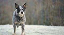 一头牛犬：来自澳洲牧牛犬，简称澳牛！健壮、多用途的工作犬