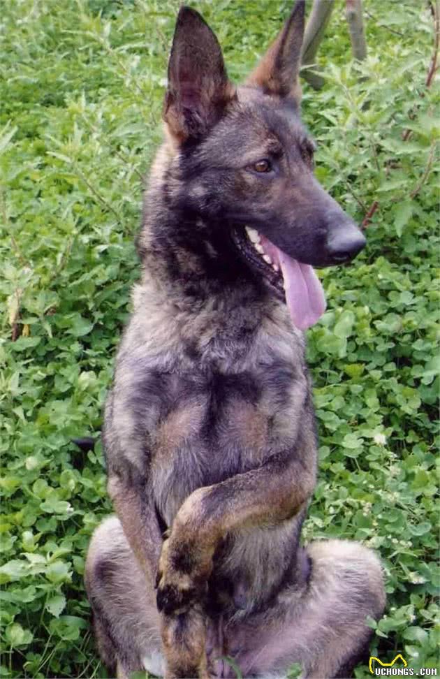 世界六大军犬排名，想了解的朋友们能够看看哦